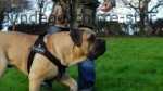 Hundegeschirr aus Nylon K9 für Boerboel Allwetter Verwendung