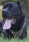 Hundegeschirr aus Leder mit Nieten | Cane Corso Geschirr ❺❺
