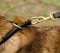 Zughalsband Leder für Gehorsam-Training von Malinois 2023