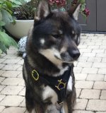 Leichtes Brustgeschirr aus Leder für Shikoku ❺_1