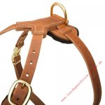 Cane Corso Hundegeschirr Leder mit glänzenden Spikes_3