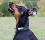 Hunde Lederhalsband mit Namensschild für Dobermann Pinscher
