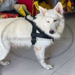 Hundegeschirr für Jedes Wetter Nylon K9, Deutscher Schäferhund_5