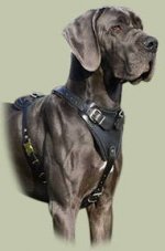 Leder Hundegeschirr für Deutsche Dogge, super bequem_0