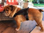 Englische Bulldogge Allwetter-Hundegeschirr aus Nylon_1