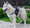 Nylon Hundegeschirr für Husky, multifunktionell und praktisch