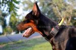 Nylon Halsband für Dobermann, dichter wetterfester Stoff