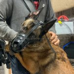 Hundemaulkorb Leder für Belgischen Malinois_2