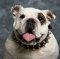 Englische Bulldogge Halsband aus Leder mit 2-reihigen Nieten