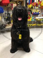 Riesenschnauzer Erziehungshalsband aus rundem Leder_3