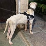Hundegeschirr Nylon K9 mit Logos für Amerikanische Bulldogge_2