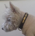 Hundehalsband aus Leder für Westie-Ausläufe und Training