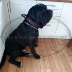Mastiff Halsband mit Handschlaufe für Agilität und Training_1