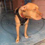 K9 Geschirr Nylon für Staffordshire Bullterrier, Amstaff_1