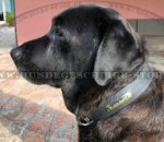 Lederhalsband für Labrador mit Stahl vernickelt ID-Tag_0