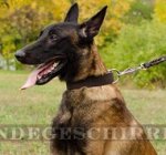 Breites Hundehalsband fuer Schaeferhunde von höchster Qualität