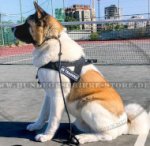 Dog Harness for Sport | Harness for Sport Dogs_0