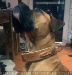 Luxus Hundehalsband für Boxer, geflochten