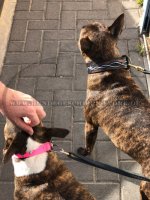 Bemaltes Hundehalsband aus Leder für Bullterrier_1