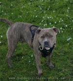 Hundegeschirr aus Leder Amerikanischer Pitbull Edles Design_1