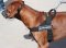 Rhodesian Ridgeback dog harness, DE - Better control of your dog