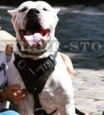 Bestseller Hundegeschirr Leder für Dogo Argentino_0