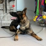 Schwarze Hundehalskette von HS für Malinois_4