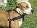 Hundegeschirr gepolstert für Amstaff_0