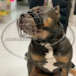 Drahtmaulkorb für American Bully bequem und leicht_4