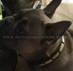 Originelles Lederhalsband mit Messing Platten für Bulldogge_0
