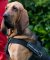 Neues Allwetter-Hundegeschirr aus Nylon K9, Bloodhound