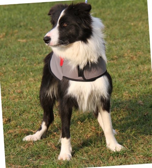 Border collie winter sales coat