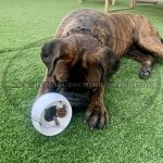 Weißes Starmark Nylon Spielzeug \"Treat Ringer ORB\"_6