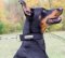 Nylon Collar with Name Tag | Collar for Dobermann 2023