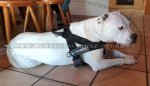 Hundegeschirr Nylon K9 mit Logos für Amerikanische Bulldogge_1