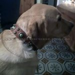 Stilvolles Lederhalsband \"Sophisticated Glamor\" für Labrador_1