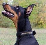 Nylonhalsband Klassisch für tägliche Verwendung Super Preis