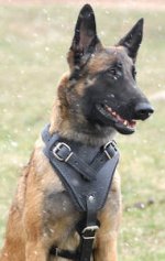 Protection/Attack Leather Dog Harness for Belgian Malinois_0