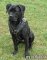 Cane Corso edles gepolstertes Hundegeschirr, Leder
