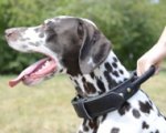 Hundehalsband aus Leder für Dalmatiner, breit und stark