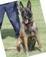 Hundegeschirr aus Leder, Malinois Bequemlichkeit