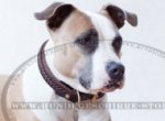 Hundehalsband aus Leder mit akkuratem Geflecht für Amstaff