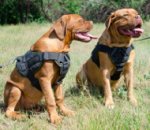 Bordeauxdogge Hunde Geschirr Nylon für Spaziergang und Training