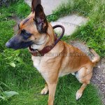 Halsband aus zweilagigem Leder mit Griff für Malinois_2