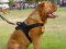 Dogue De Bordeaux Nylon K9 dog harness for tracking/pulling