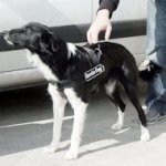 Hundegeschirr K9, Allwetter für Border Collie