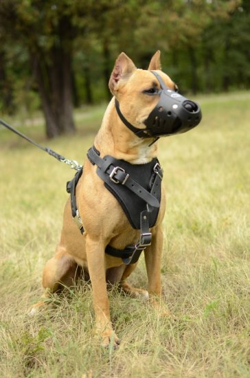 Bestseller Hundegeschirr Leder, Amerikanischer Staffordshire Terrier