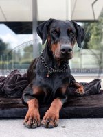 Herm Sprenger Hundekette für Dobermann_2