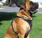 Padded Leather Harness for Mastiff-Mix, Fine Style Offer