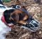 Jack Russel Terrier Maulkorb aus Draht